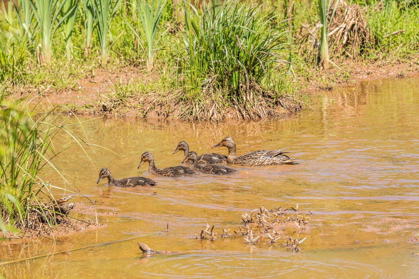 Female mallard with ducklings photo
