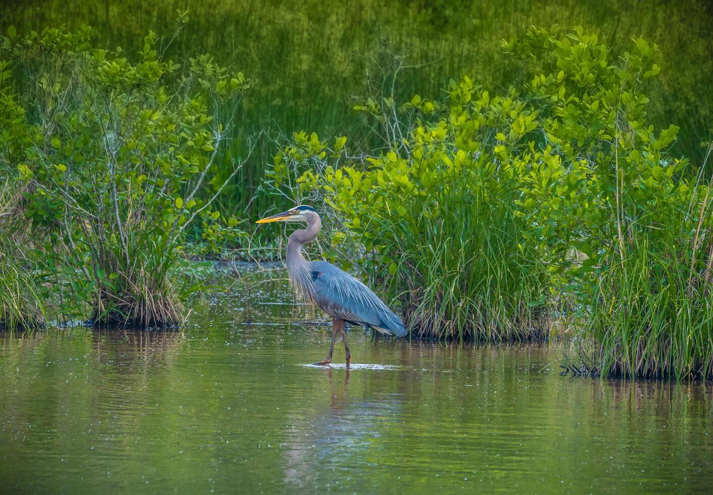 Great blue heron at the wetlands photo