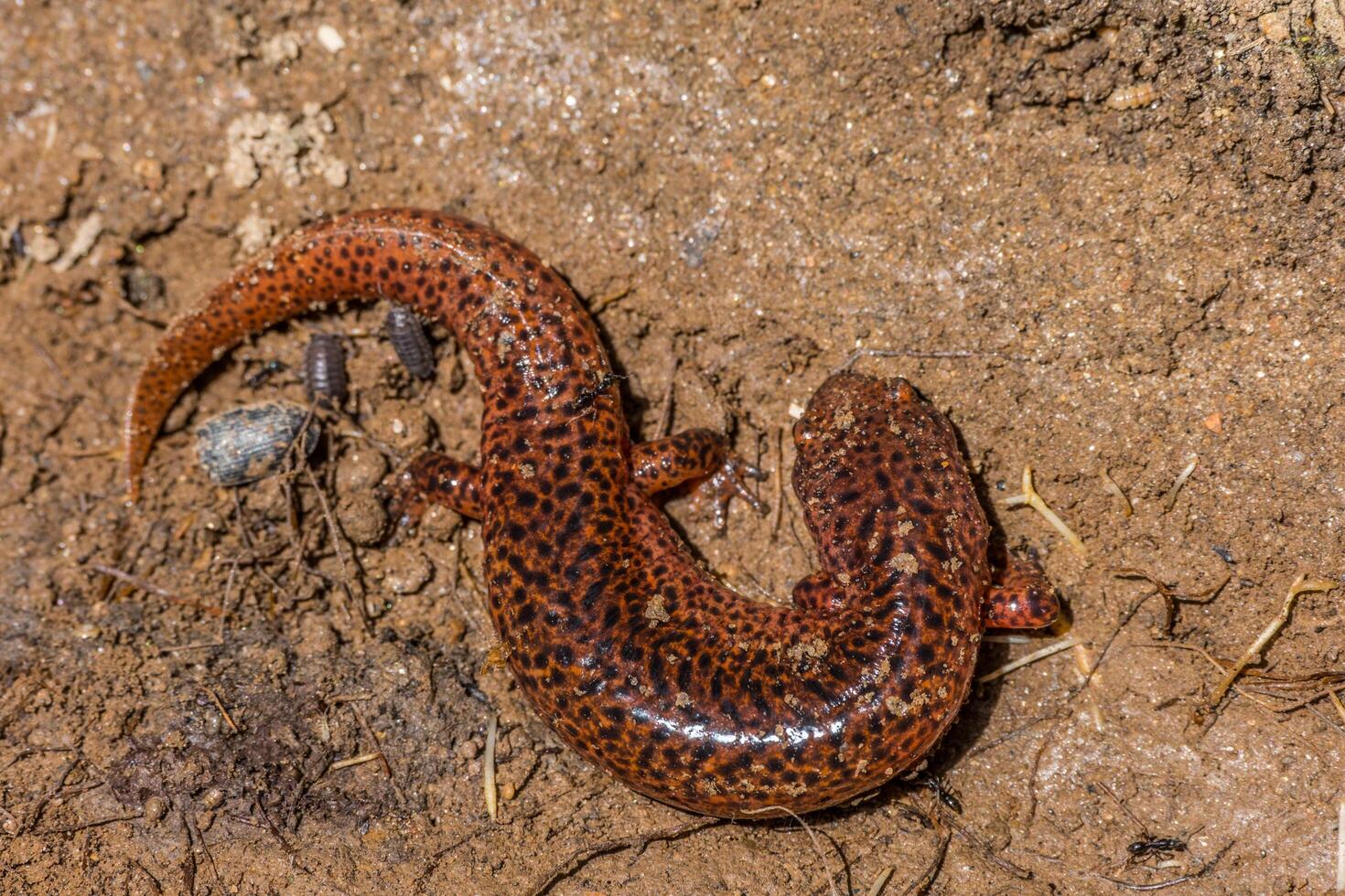 Red salamander on the ground photo
