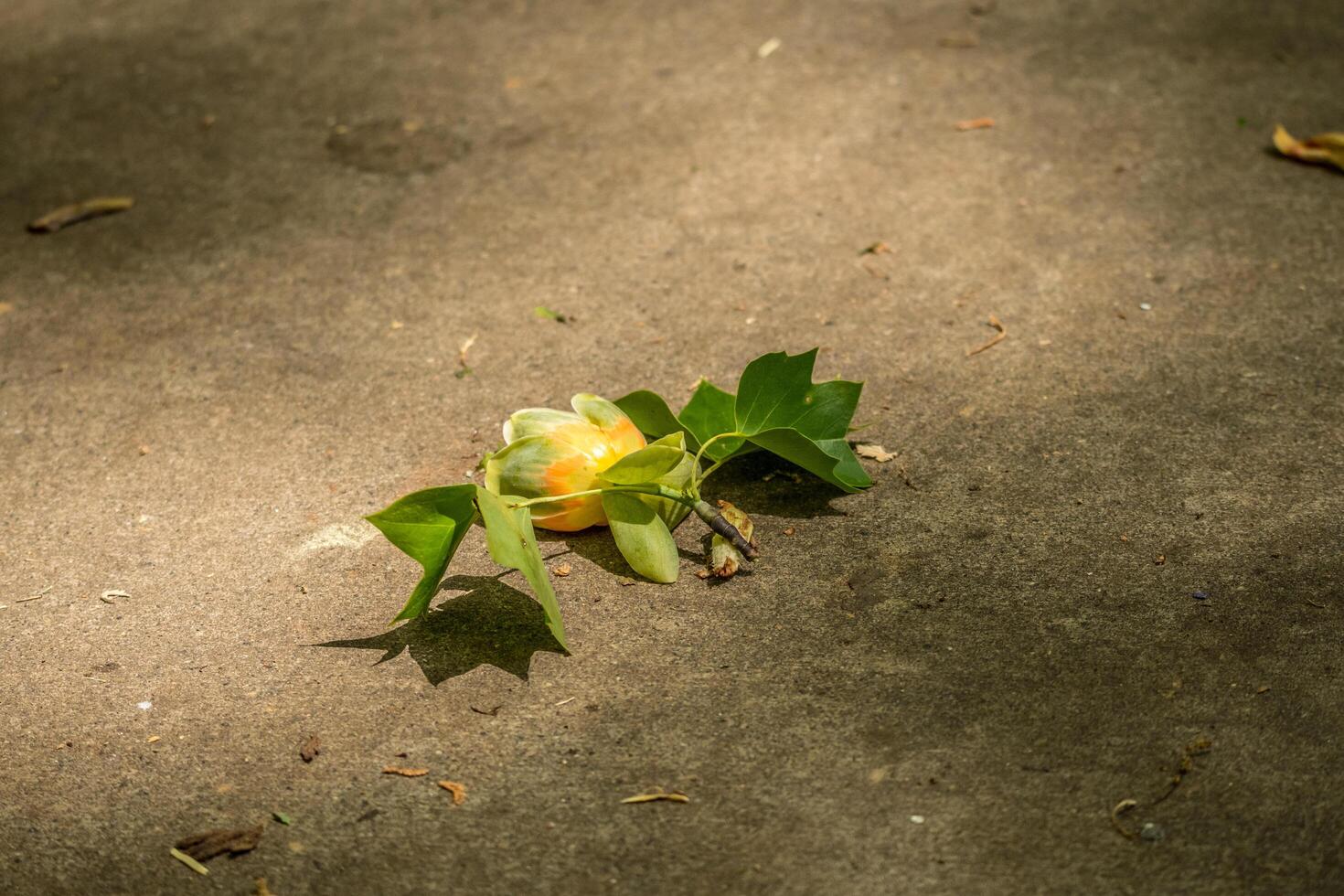 Tulip tree flower photo