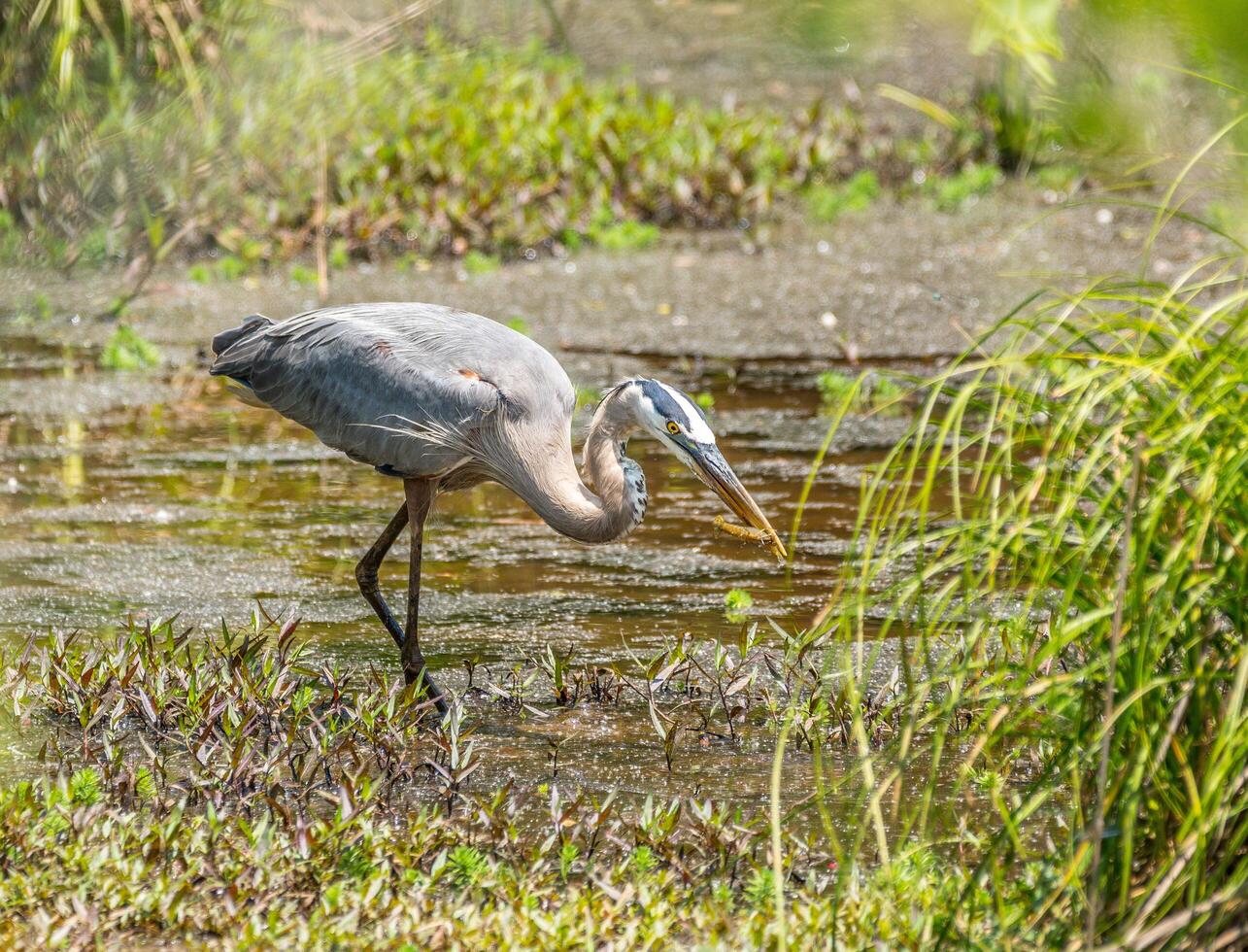 Blue heron catching a crayfish photo