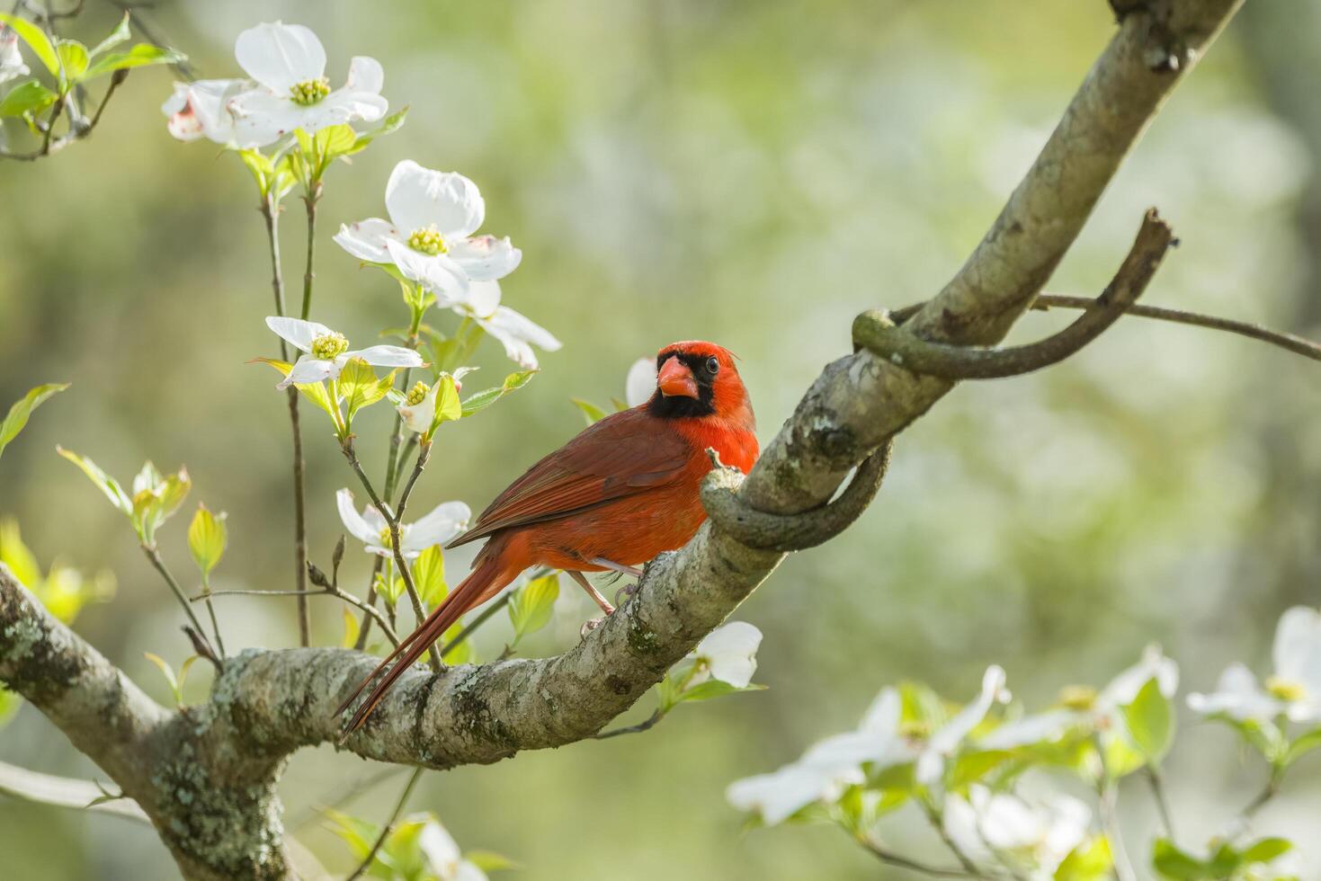 Male cardinal in a dogwood tree photo