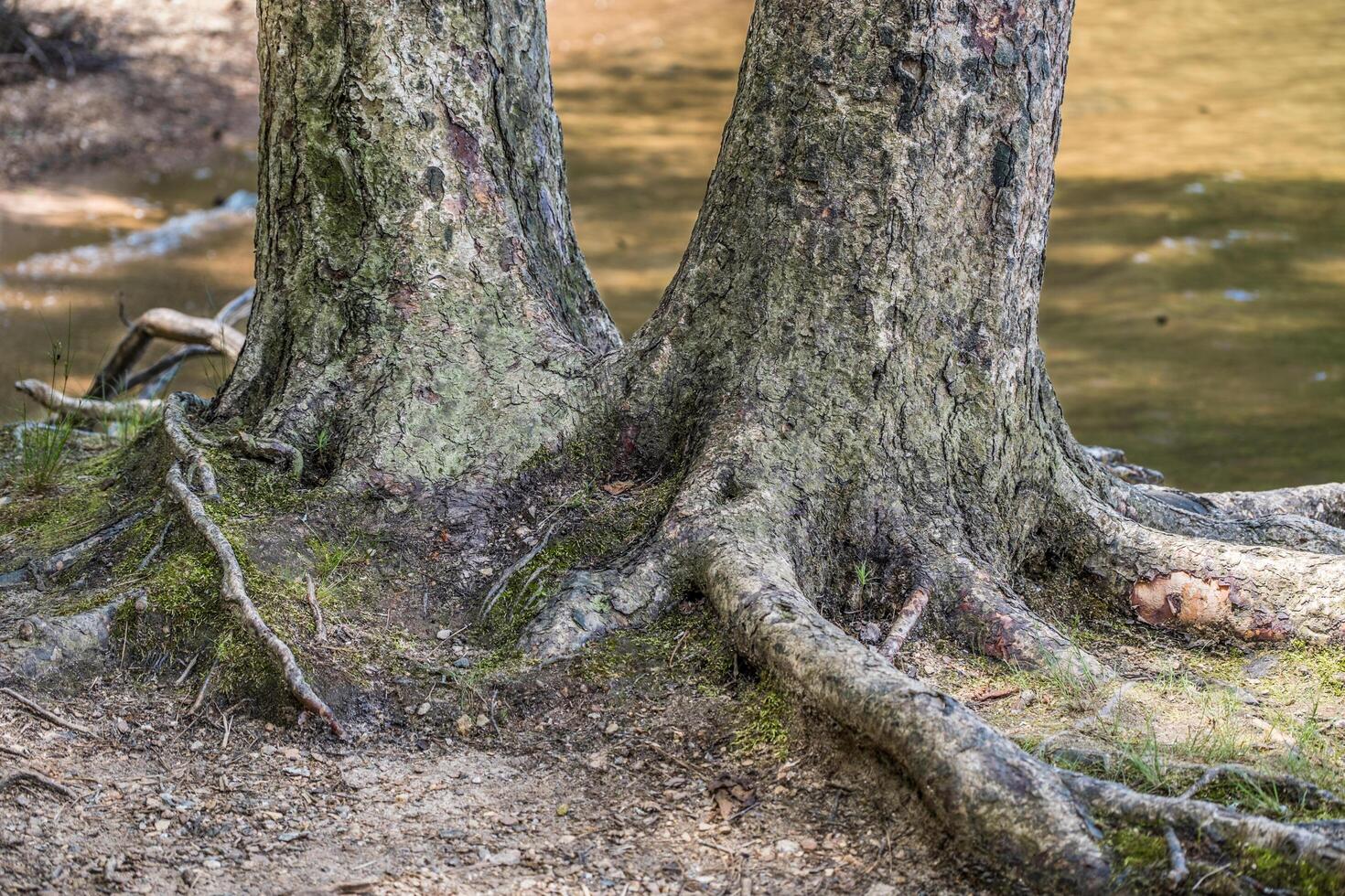 Two trees merging together photo