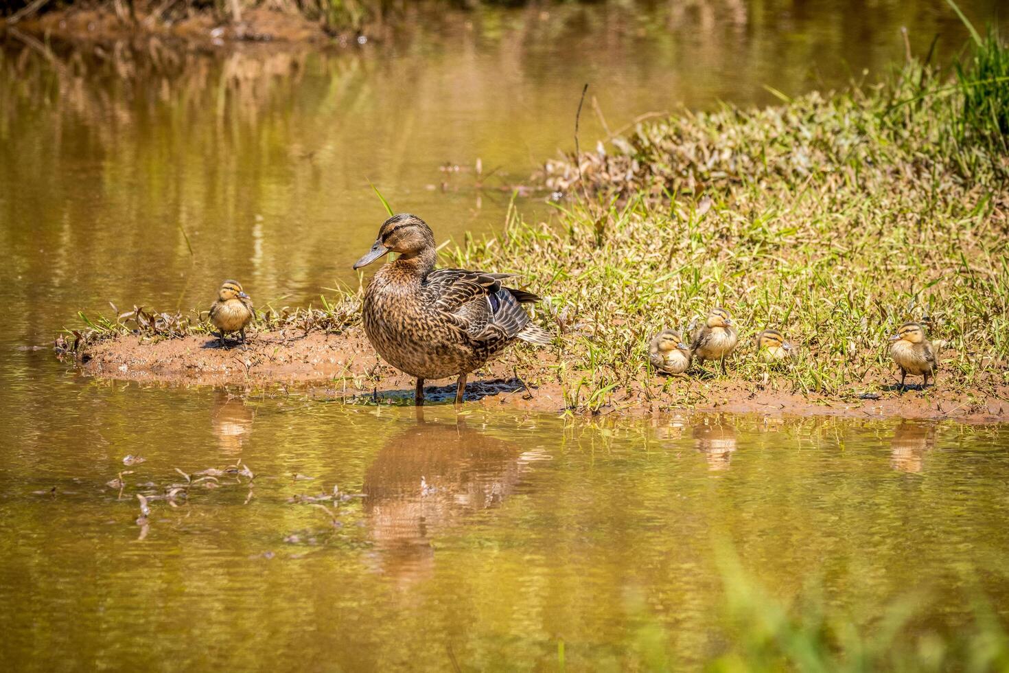 Female mallard and ducklings closeup photo
