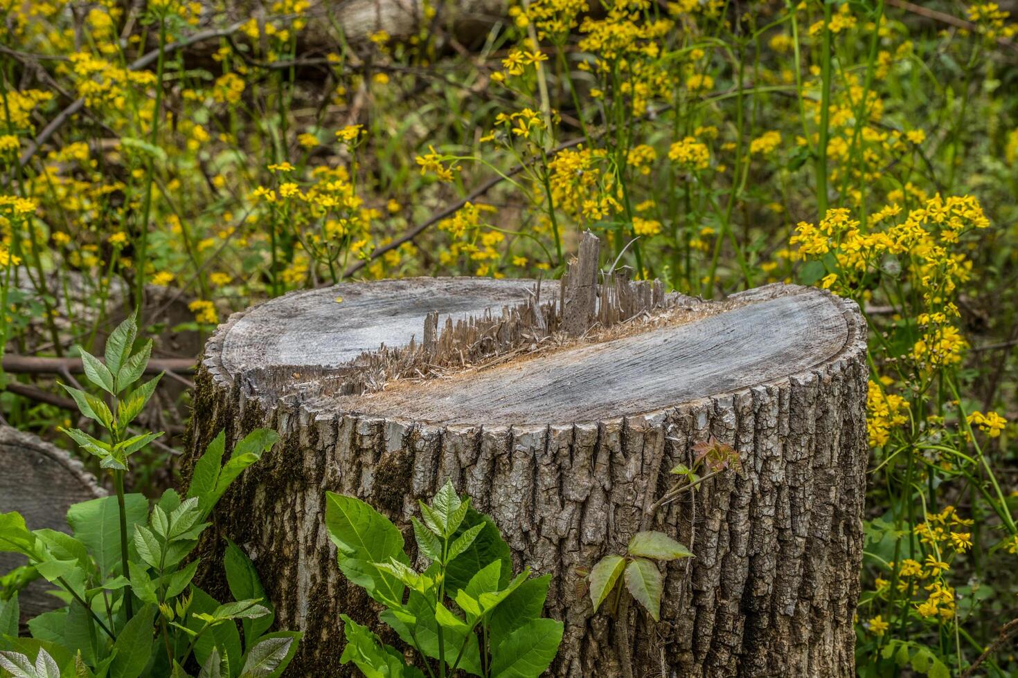 Fresh cut tree stump photo