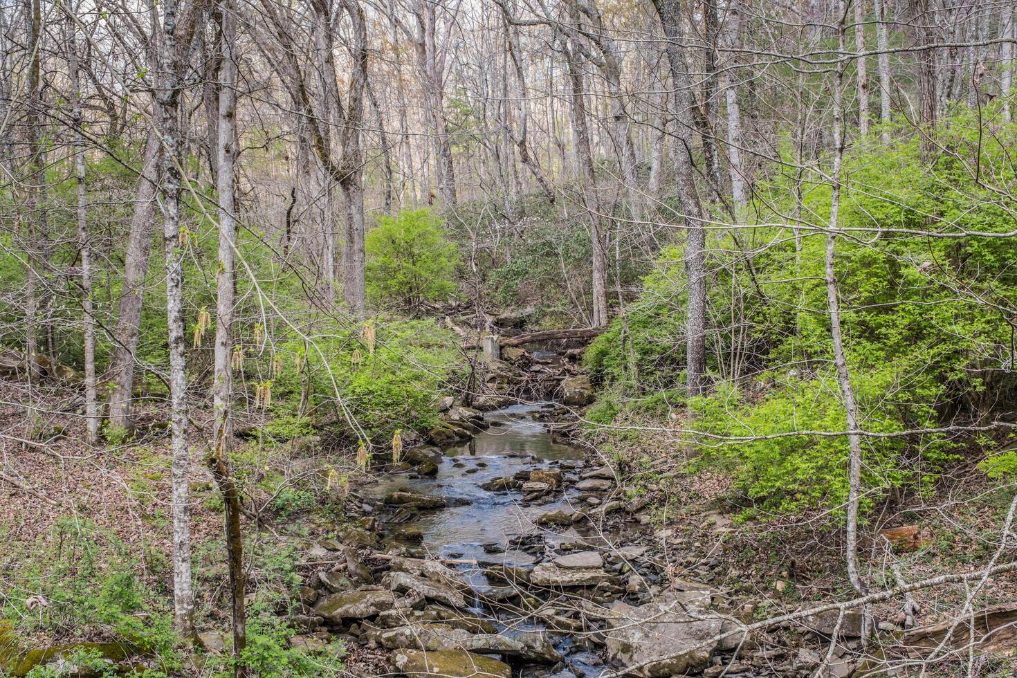 Creek flowing through the woodland photo