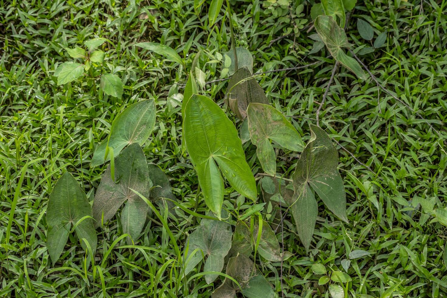 Arrowhead plants in the wetlands photo