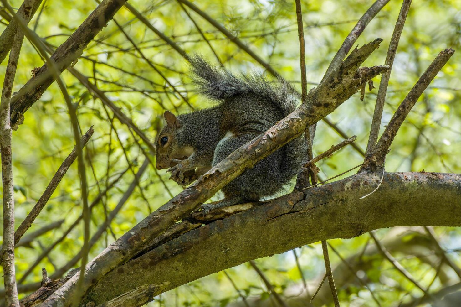 Squirrel eating a nut photo