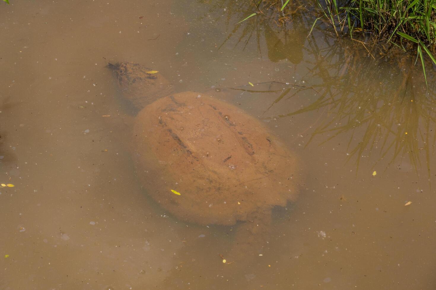 Snapping turtle underwater closeup photo