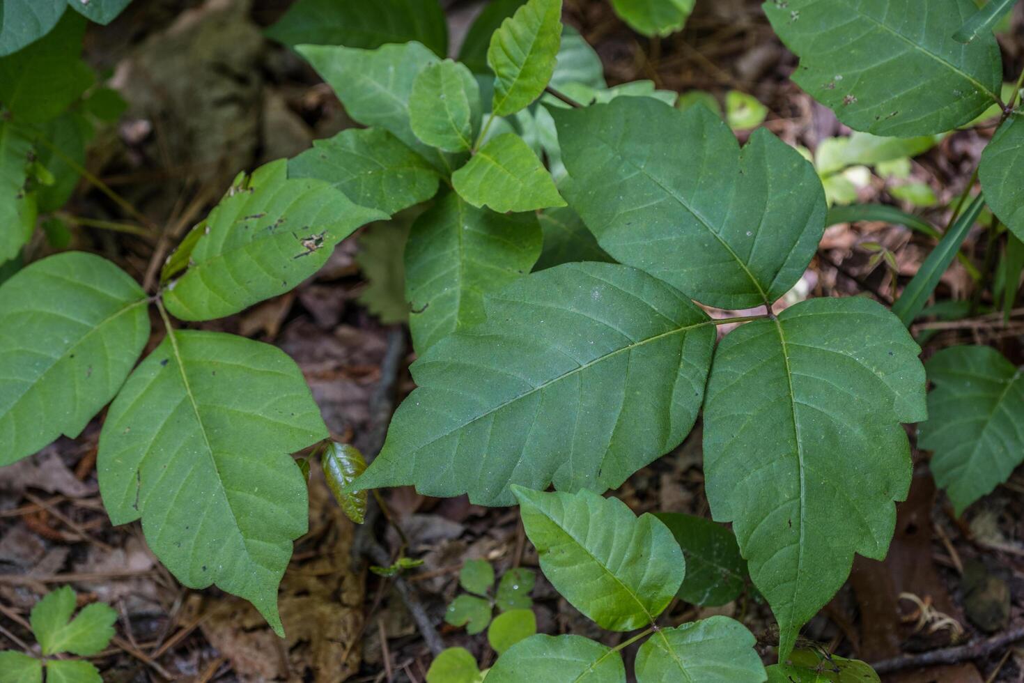 Poison ivy patch closeup photo