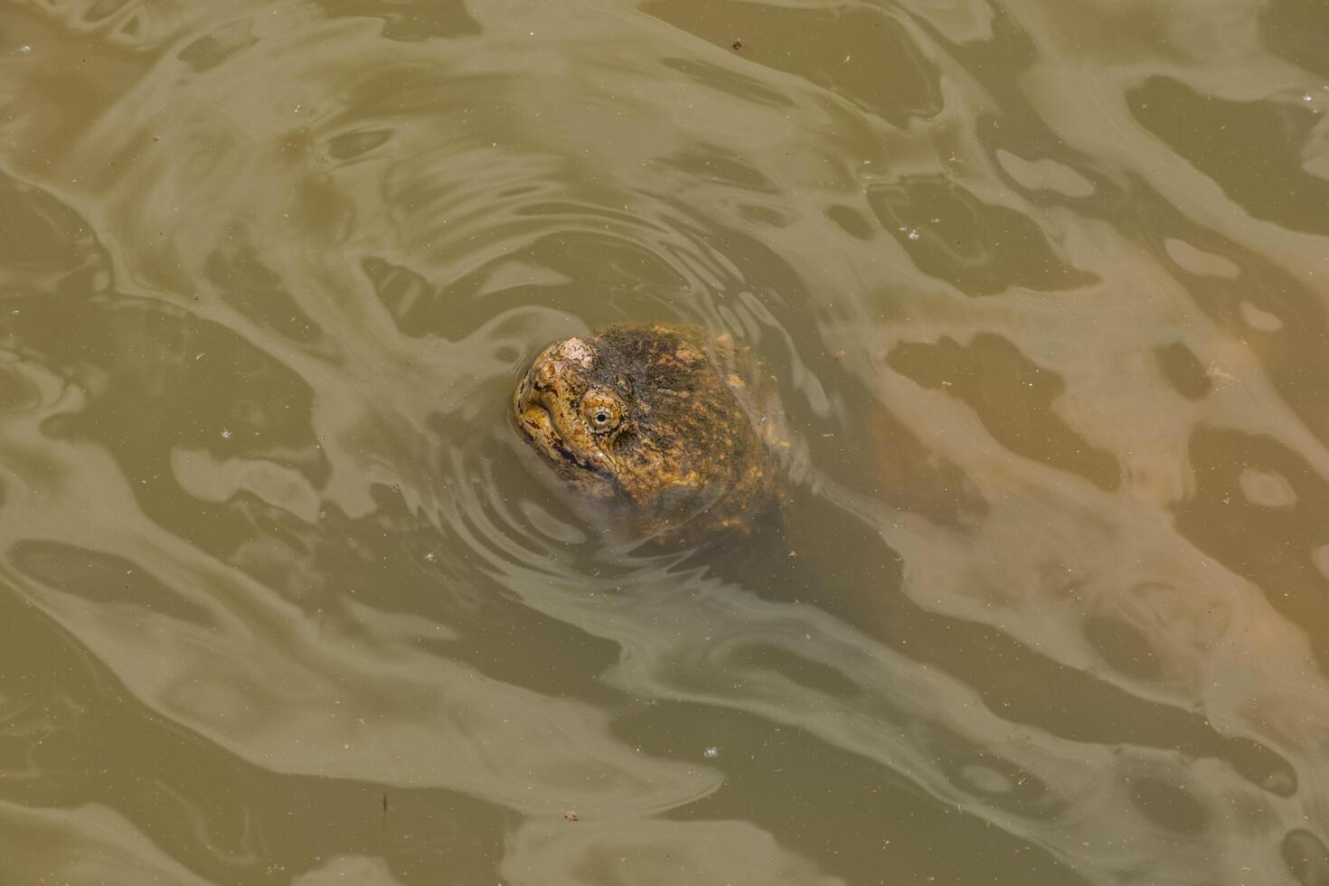 Snapping turtle in the water photo