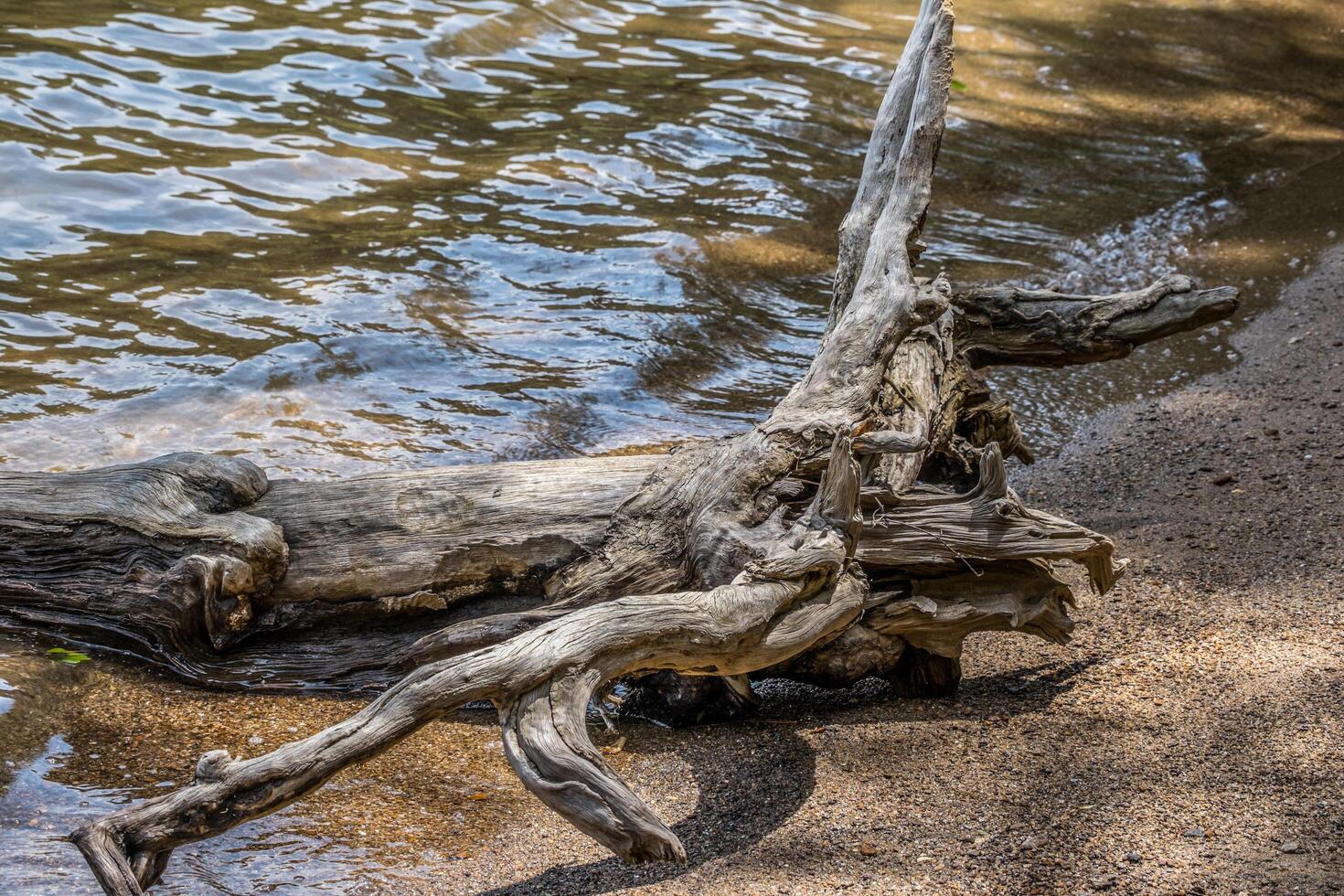 Driftwood on the beach photo