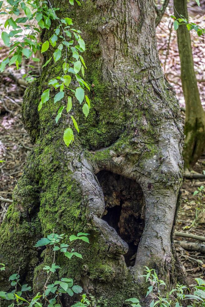 hueco árbol con nudos foto