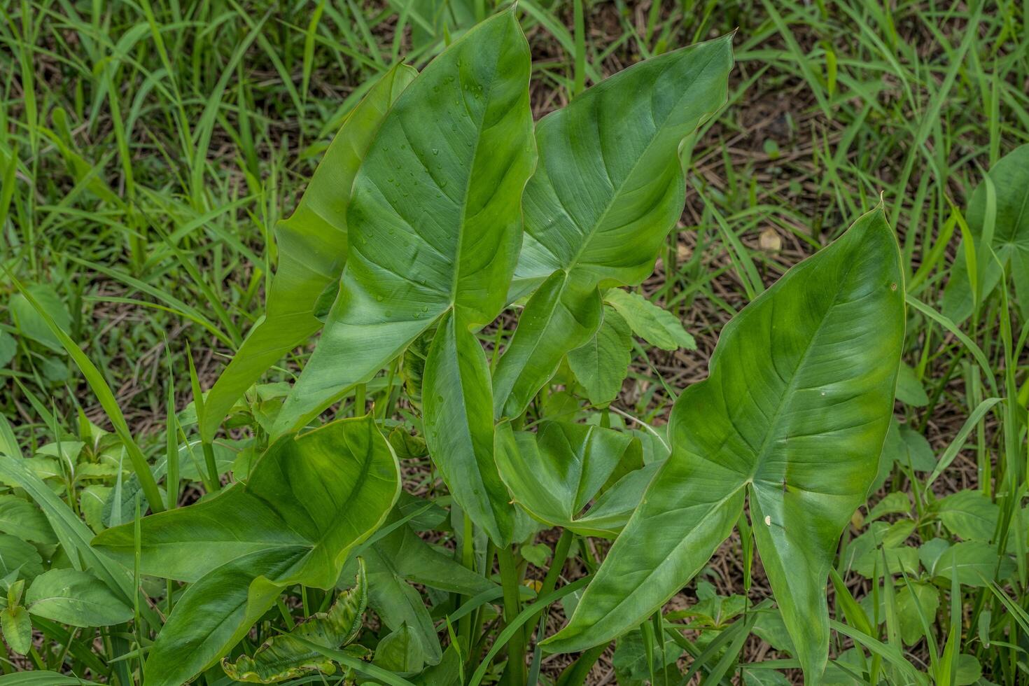 Green arrow arum plant closeup photo