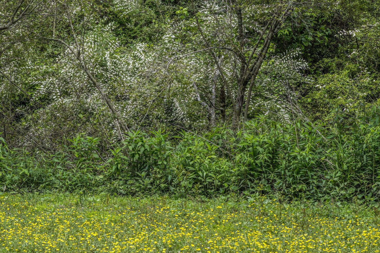 Invasive chinese privet shrubs photo