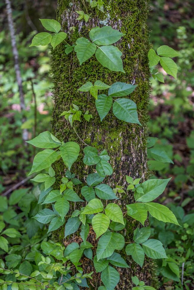 Poison ivy climbing up a tree photo