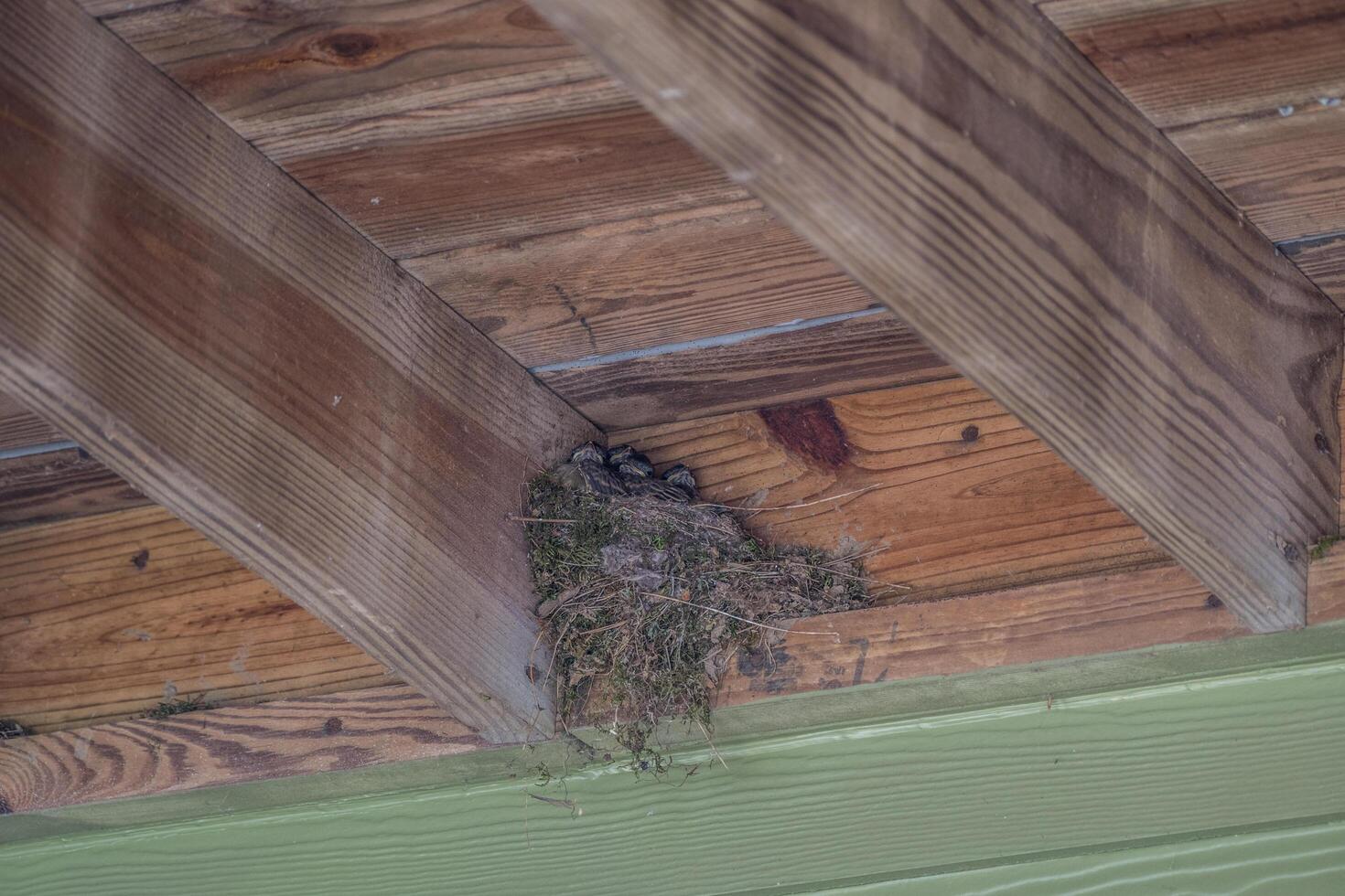 Eastern phoebe babies photo