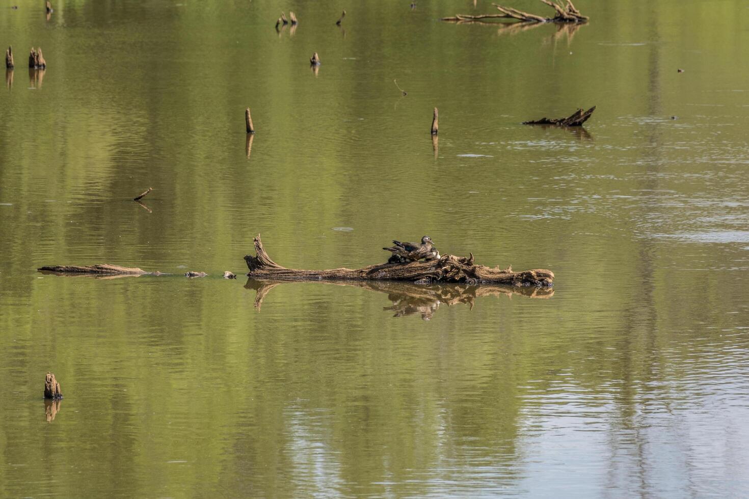 Female wood duck and her ducklings photo