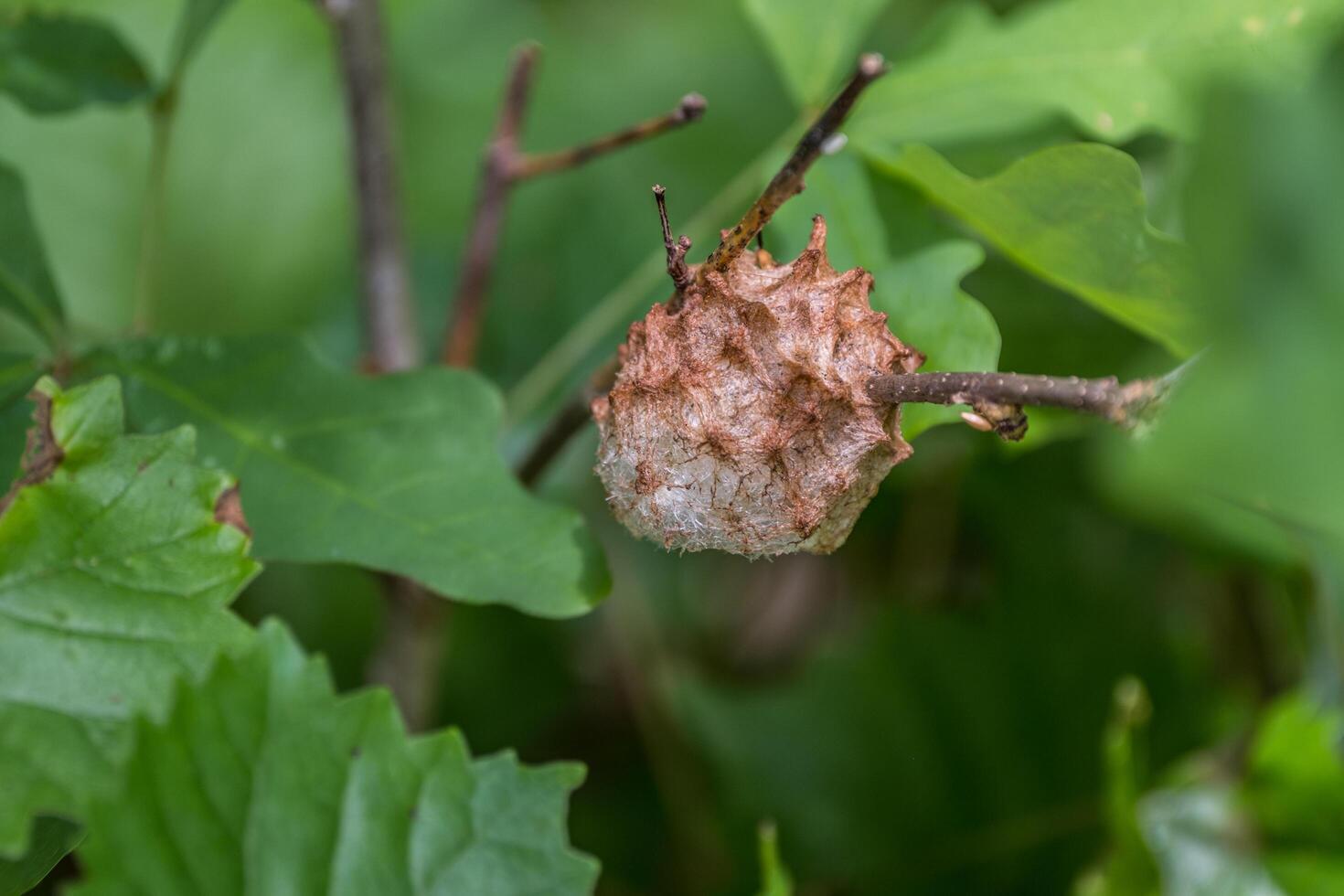 Gall on a tree branch closeup photo