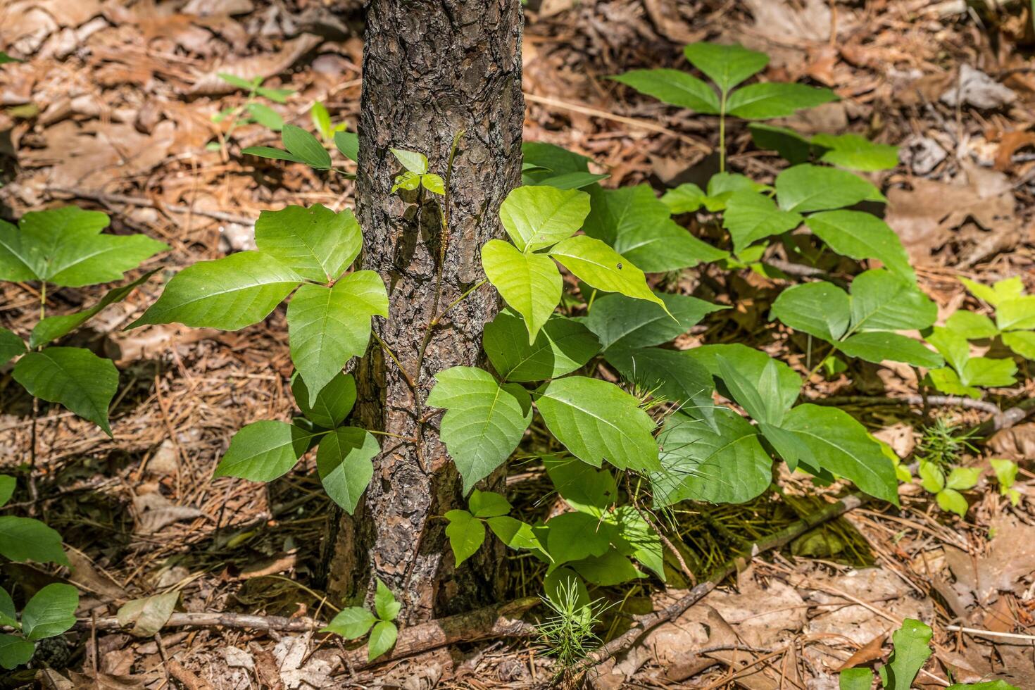 Poison ivy new growth closeup photo