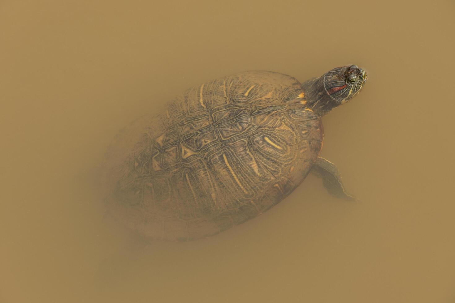 Painted turtle in murky water closeup photo