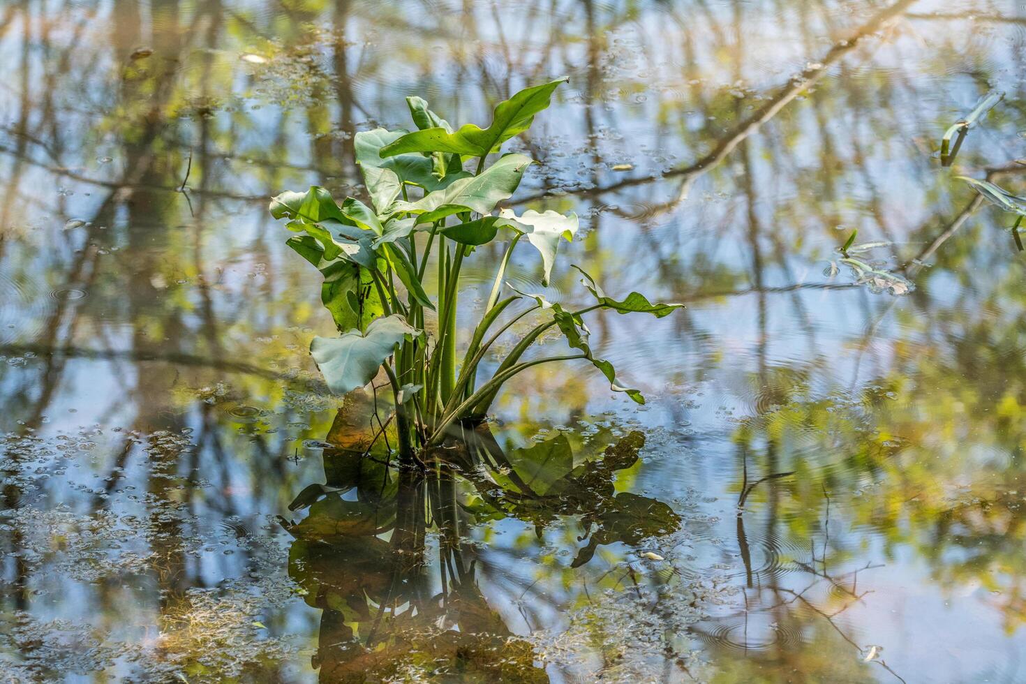 Broadleaf arrowhead plant photo