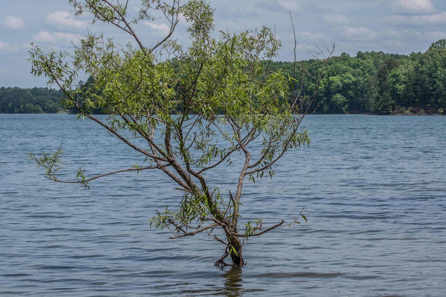 pequeño árbol creciente en el lago foto