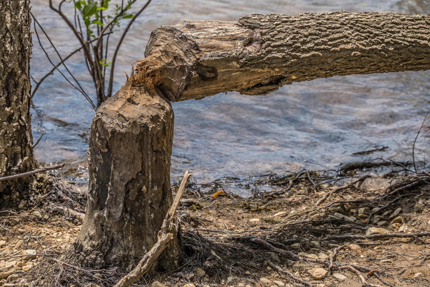 Beaver destruction on a tree photo