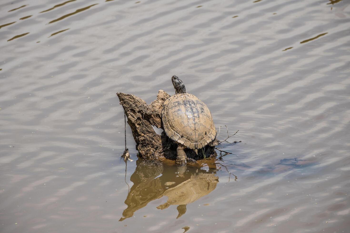 Large turtle resting on a log 41421424 Stock Photo at Vecteezy