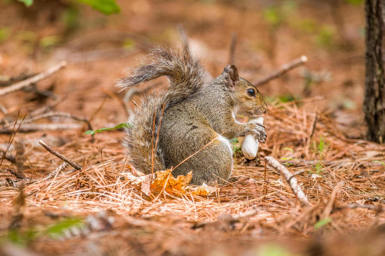 Squirrel eating a mushroom photo