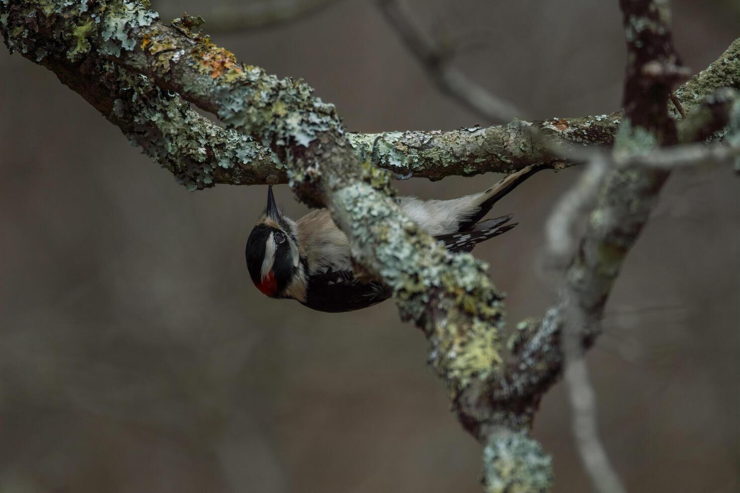Downy woodpecker on a branch closeup photo