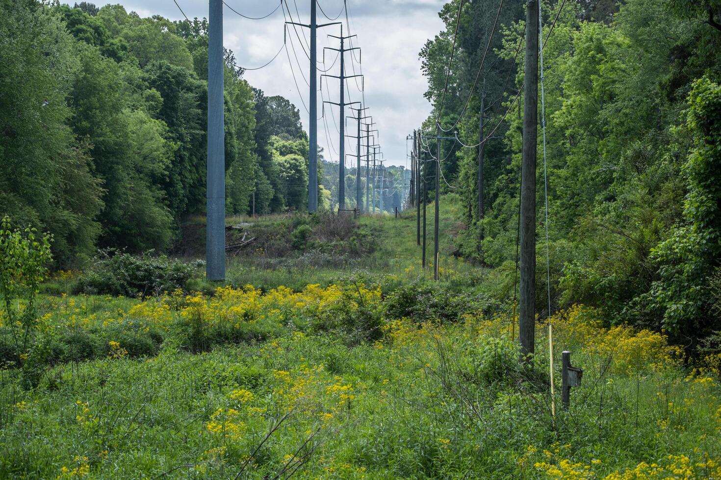 Power grid in the forest photo