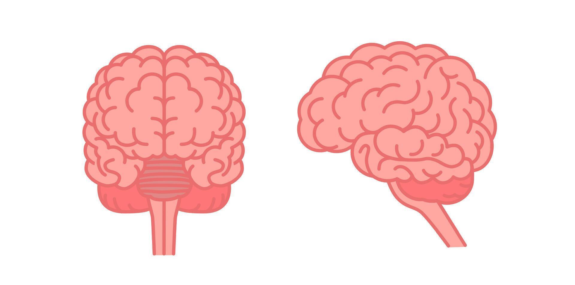 humano cerebro frente y lado vista. plano vector color ilustración aislado en blanco antecedentes.