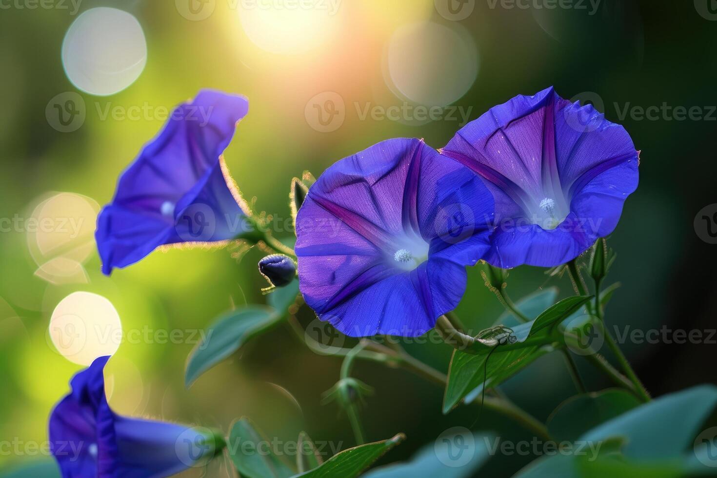AI generated Closeup of blue and purple morning glory flowers and foliage. Selective focus. photo