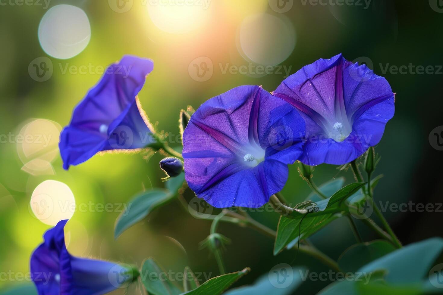 ai generado de cerca de azul y púrpura Mañana gloria flores y follaje. selectivo enfocar. foto