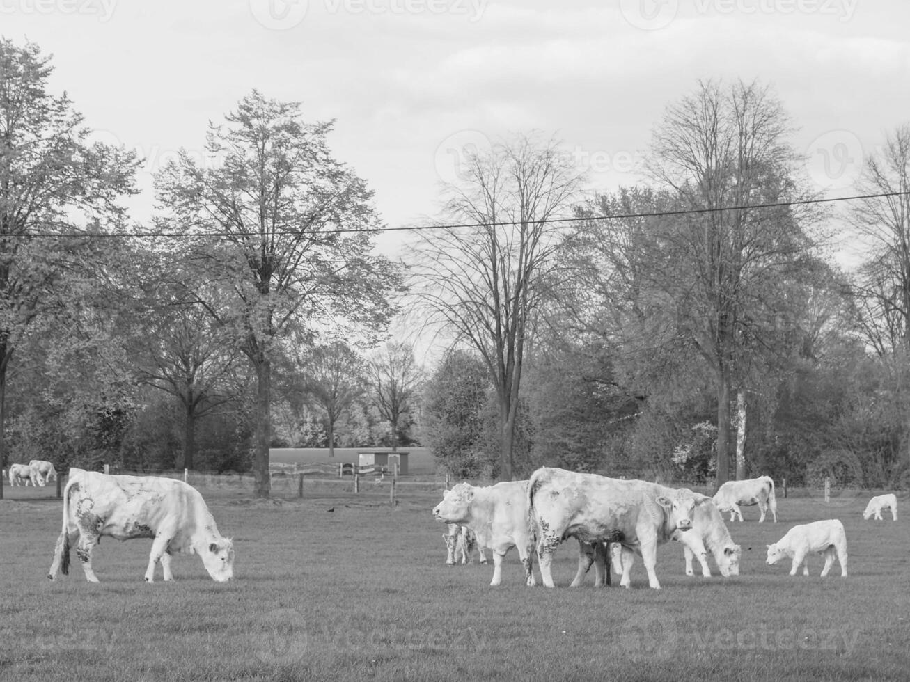 weseke in westphalia photo