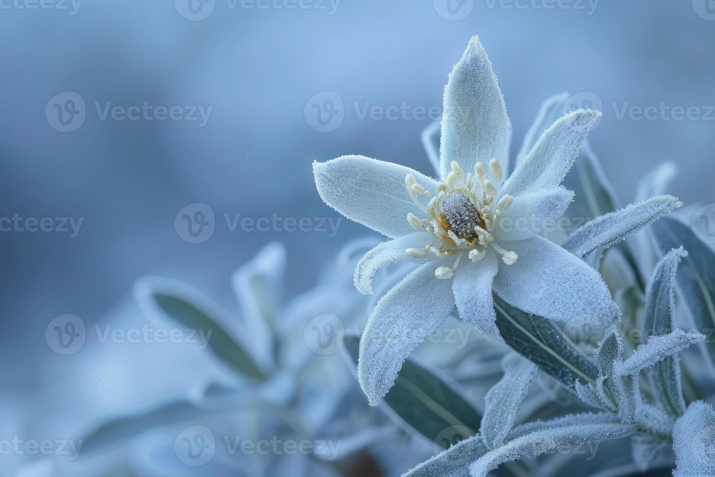 AI generated Edelweiss flowers growing outdoors. Very rare edelweiss mountain flower. photo