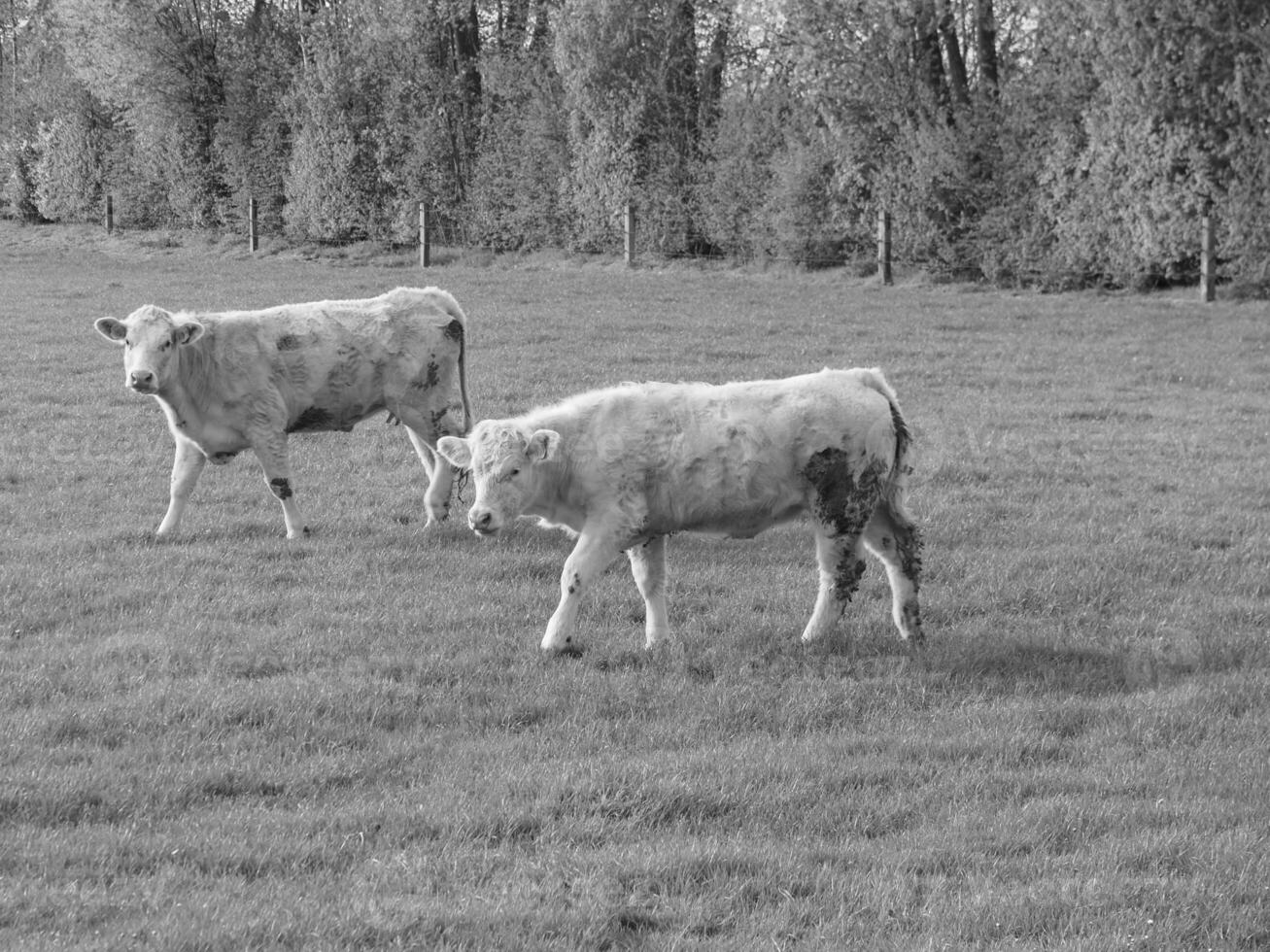 the german muensterland photo