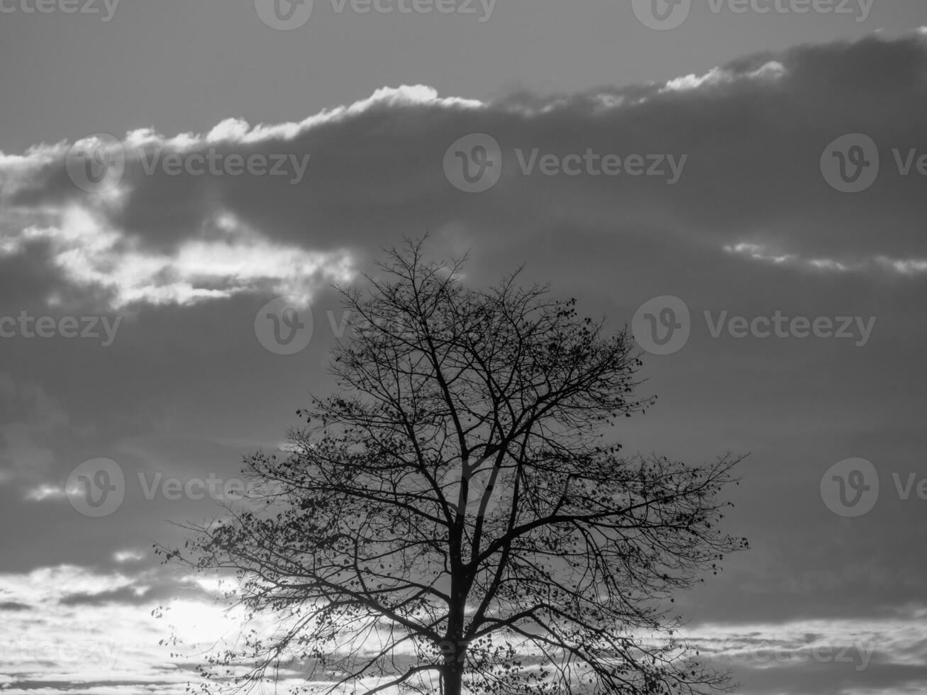 the german muensterland photo