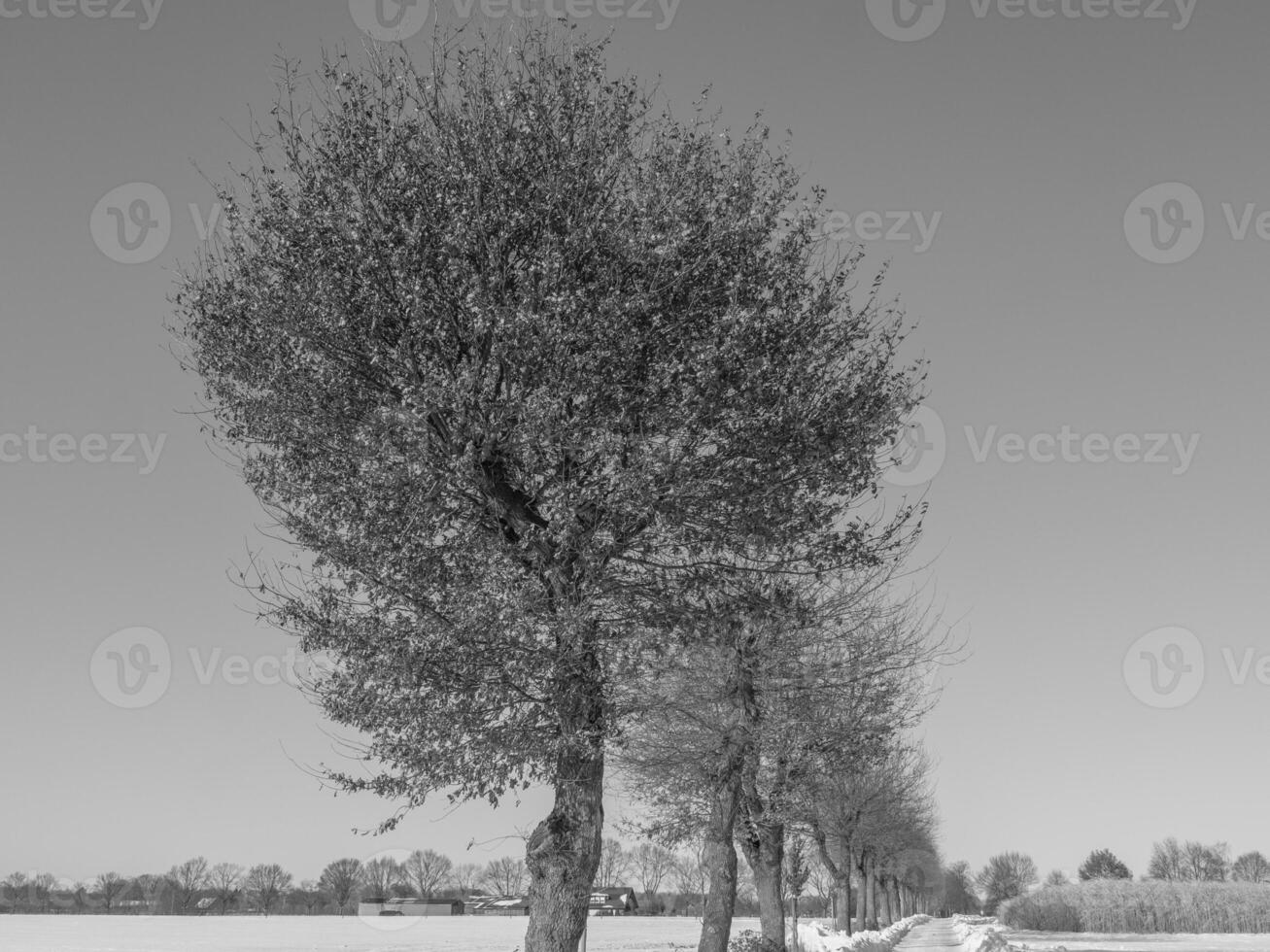 the german muensterland photo