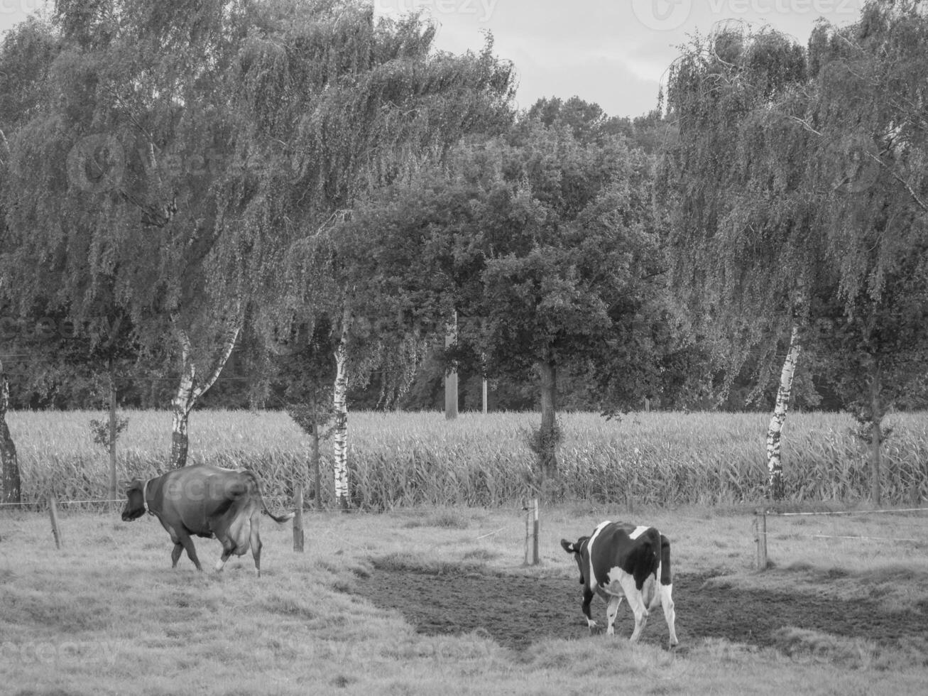 el muensterland alemán foto