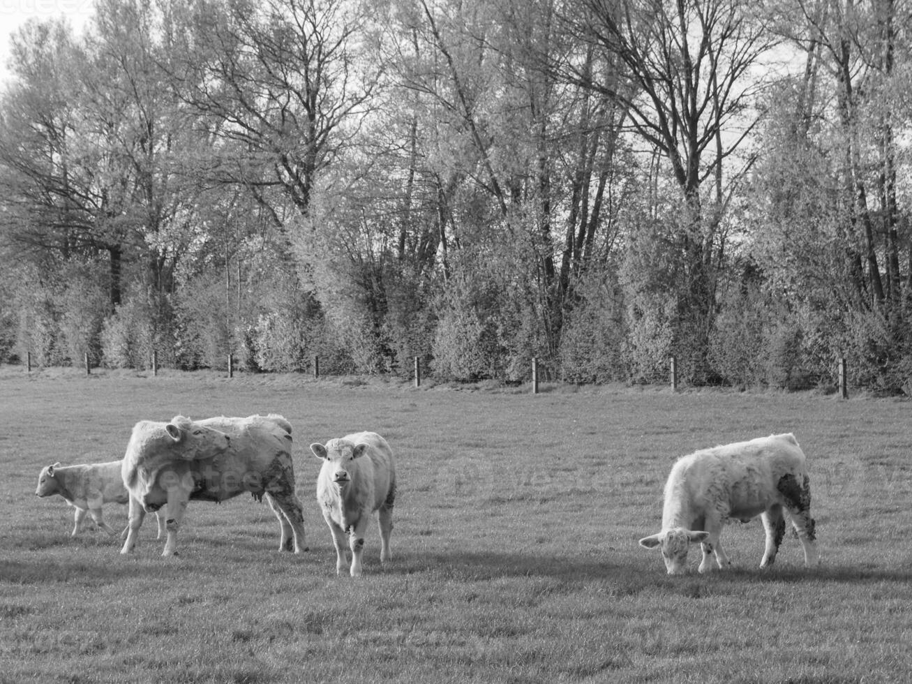 the german muensterland photo