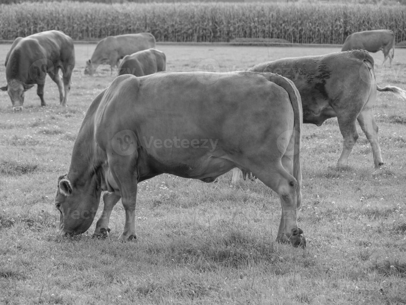 the german muensterland photo