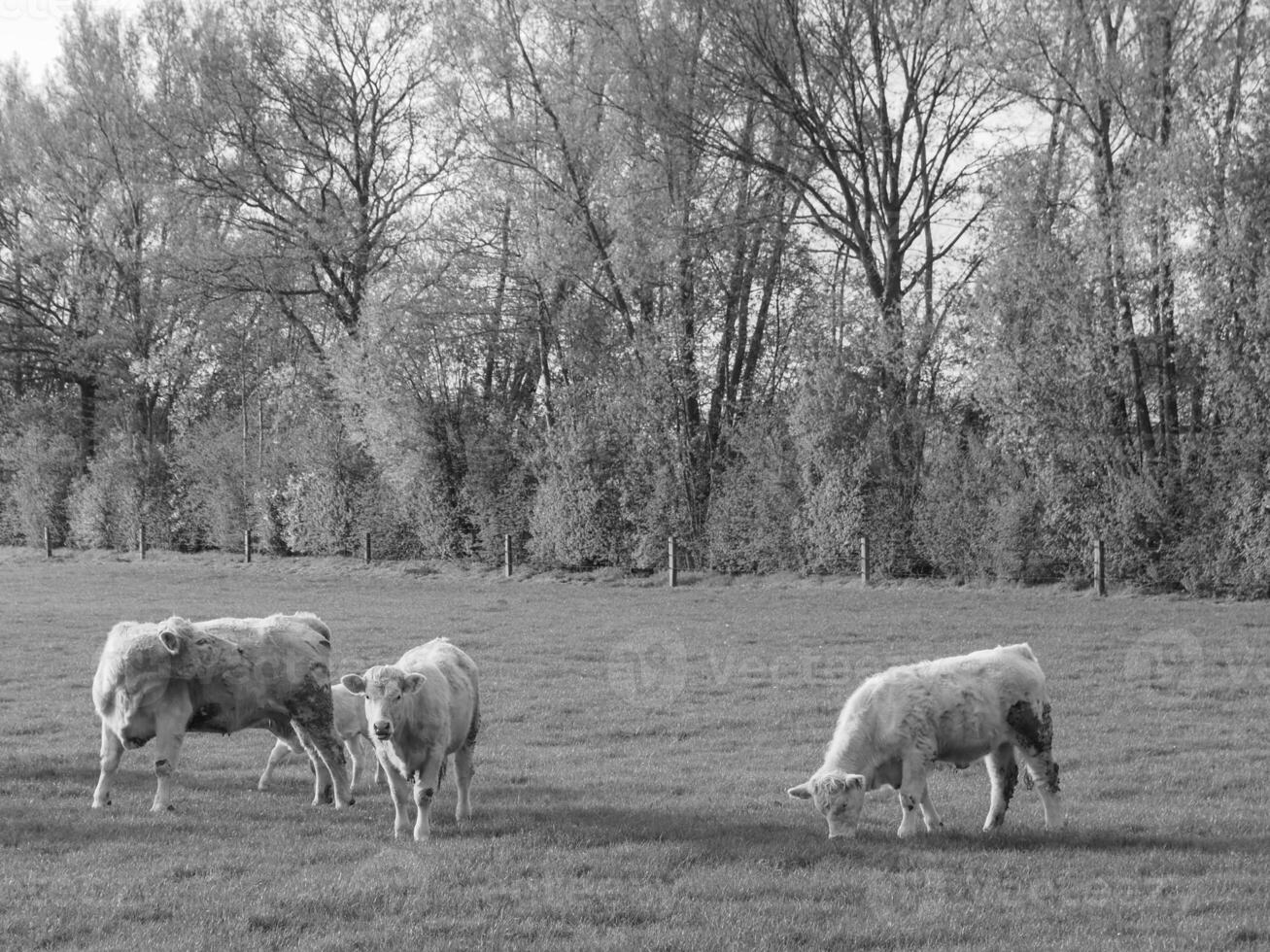 the german muensterland photo