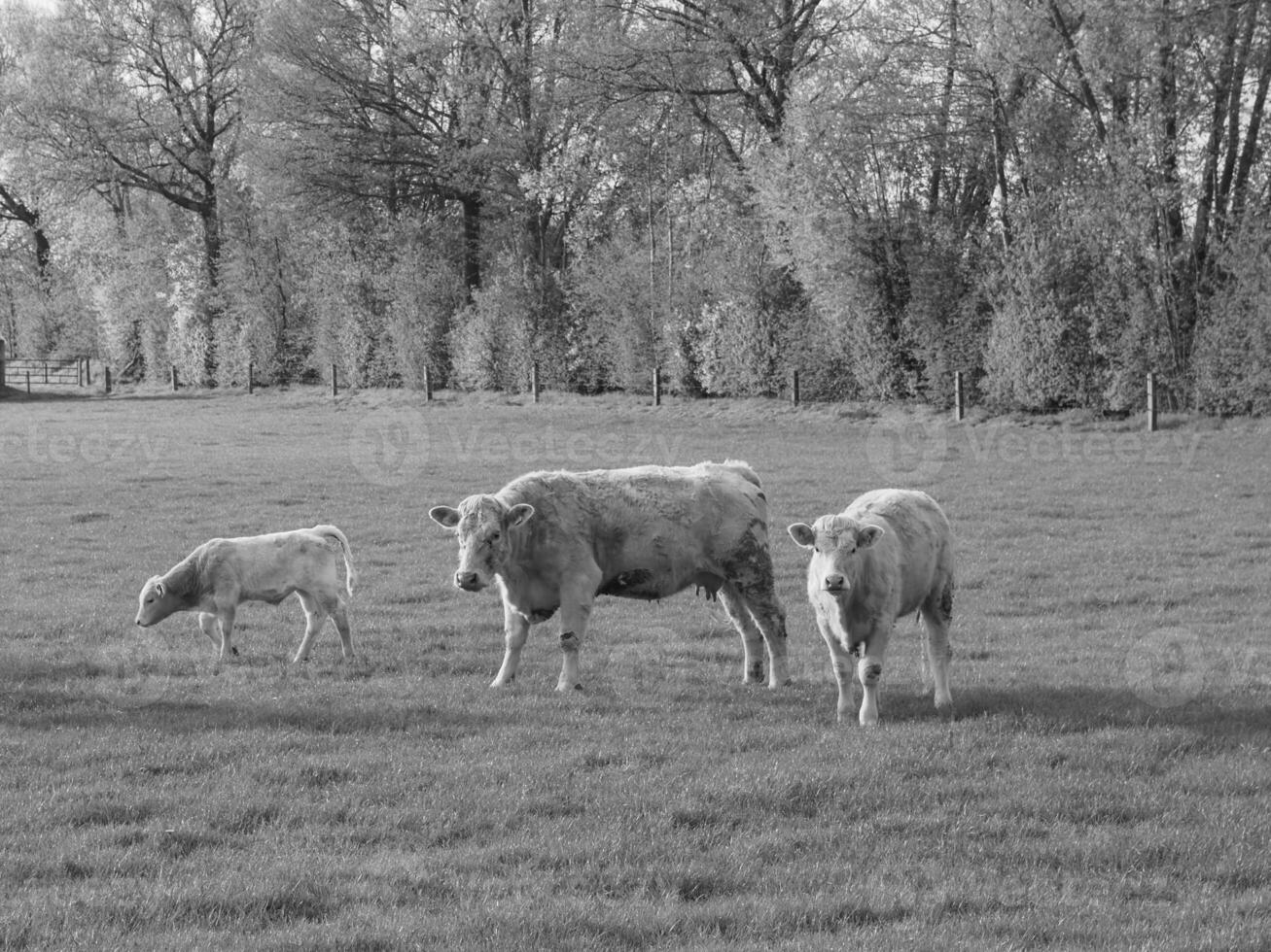 the german muensterland photo