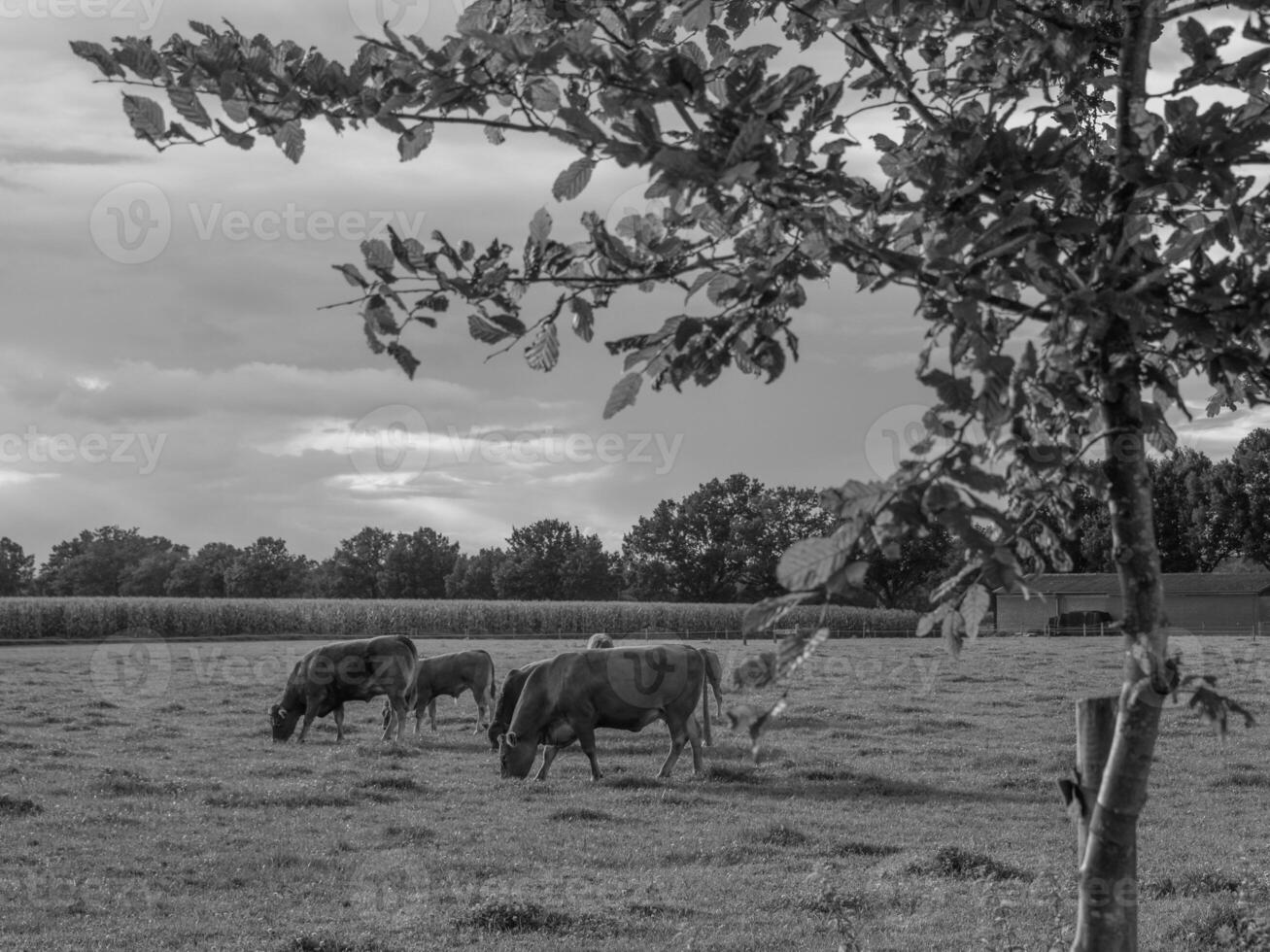 the german muensterland photo