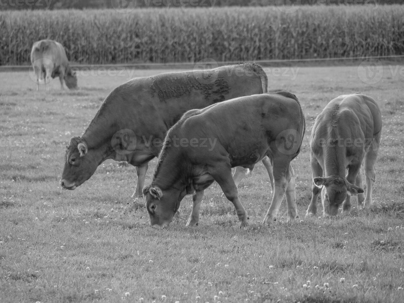 the german muensterland photo