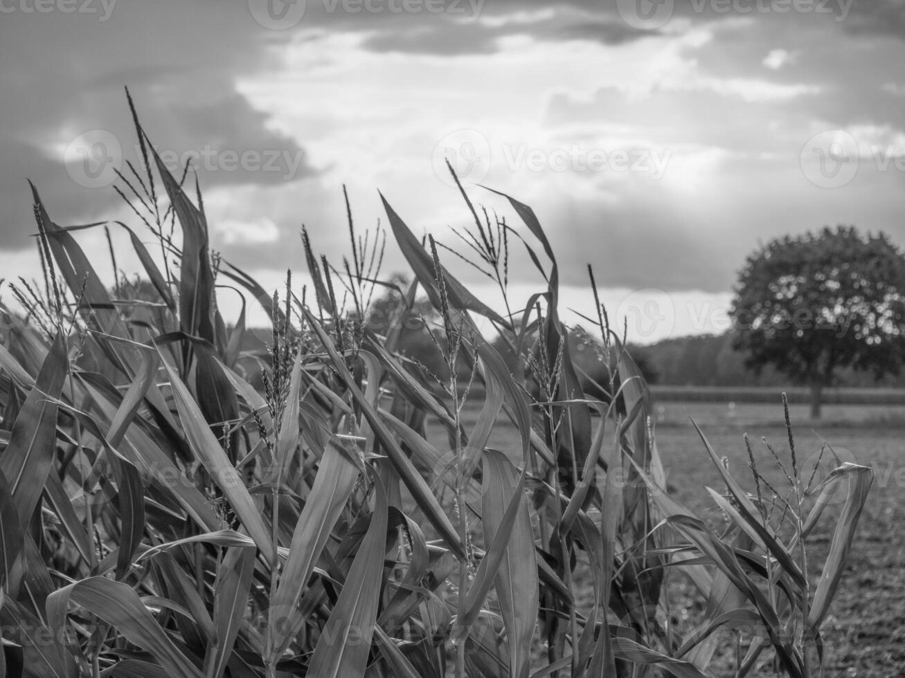 el muensterland alemán foto