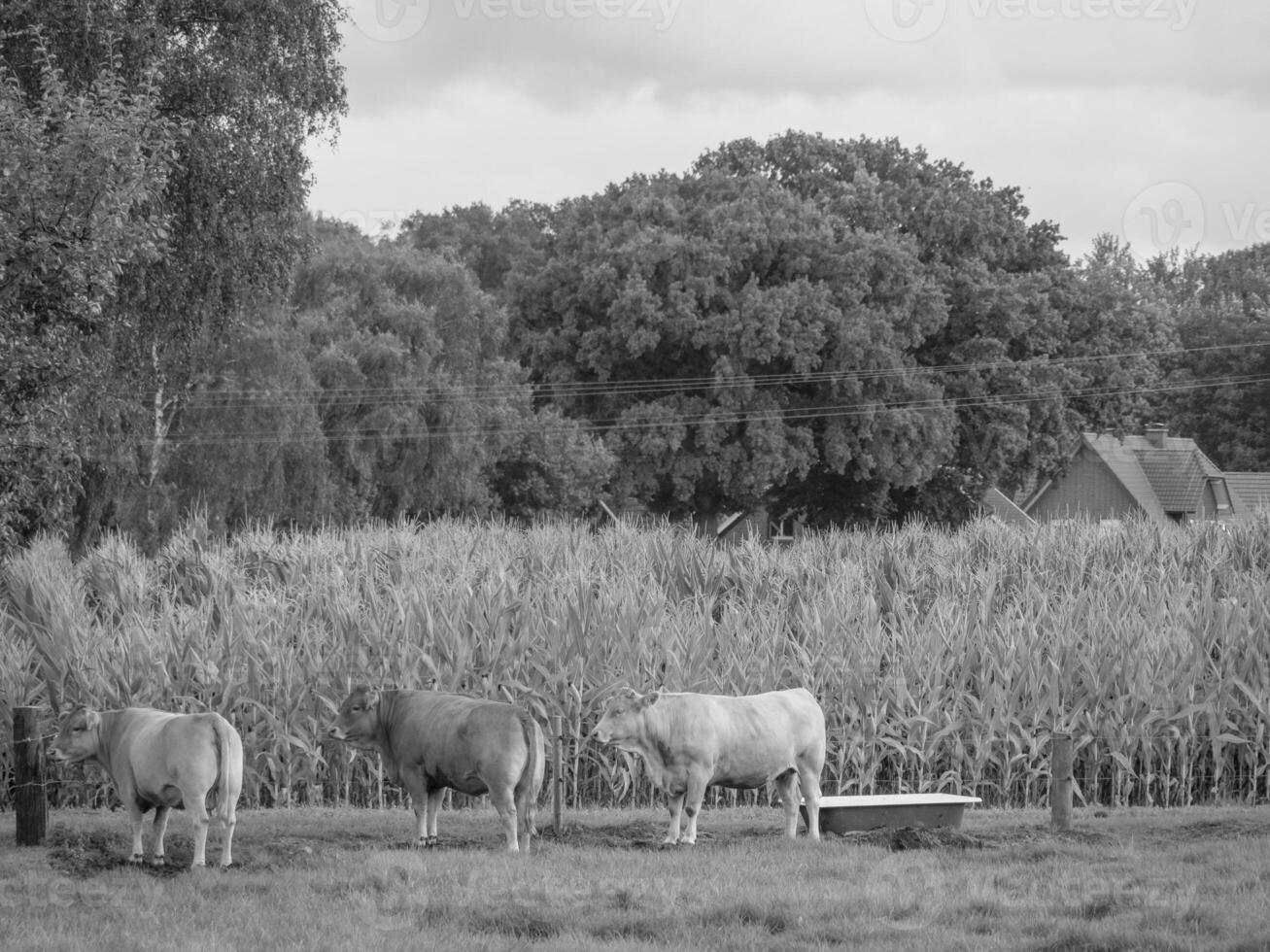 el muensterland alemán foto