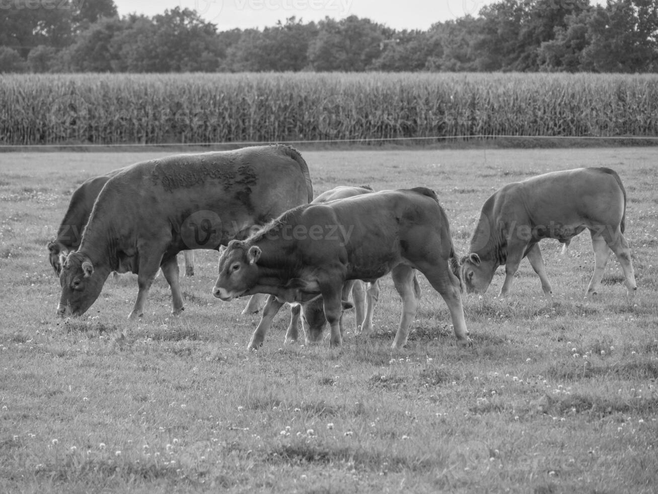 the german muensterland photo